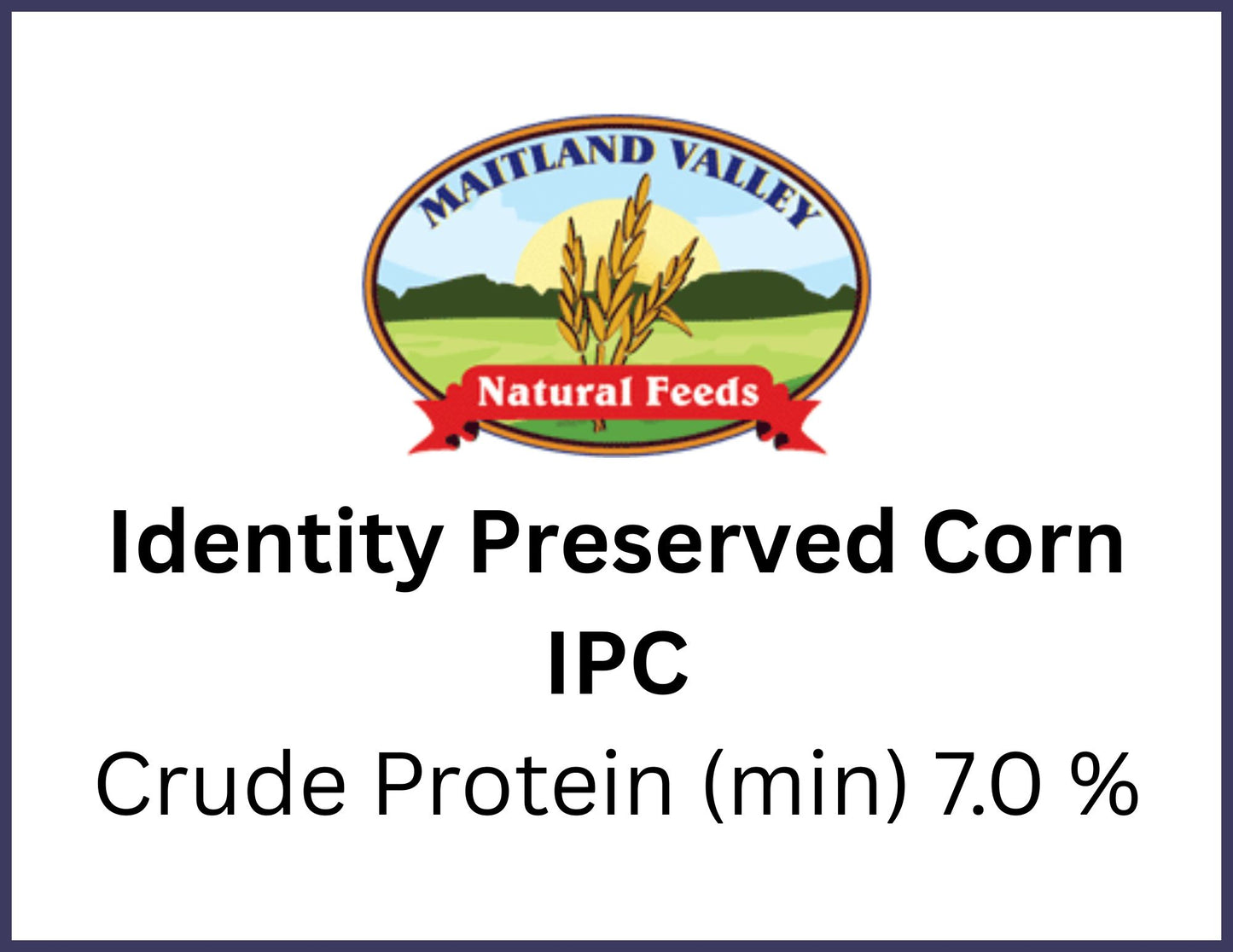 Non GMO Corn