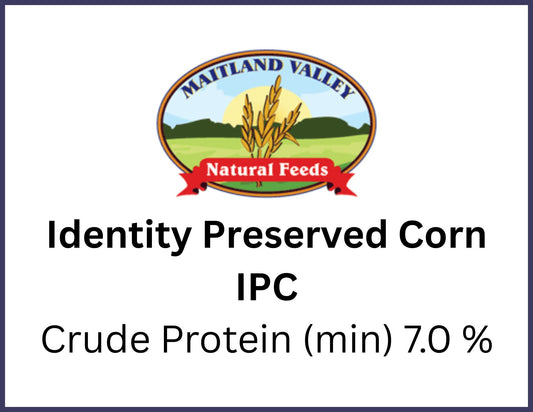 Non GMO Corn